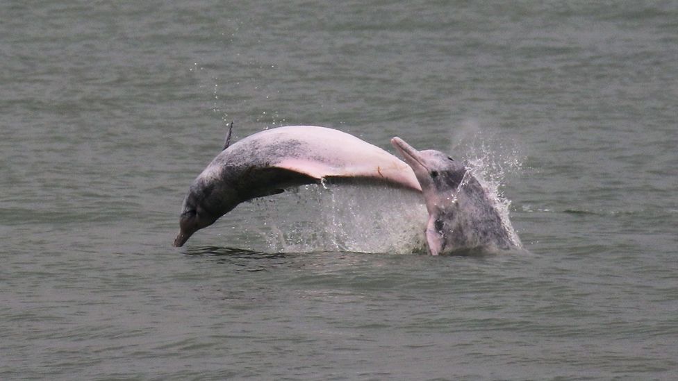 Two dolphins travel together through the Hong Kong waters (Credit: Ken Fung)