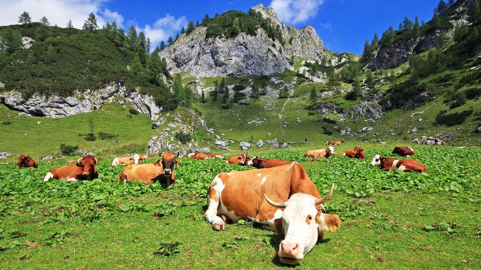 Cows graze in mountain pastures in the Julian Alps (Credit: Jezer Mojca Odar) Cows graze in mountain pastures in the Julian Alps (Credit: Jezer Mojca Odar)