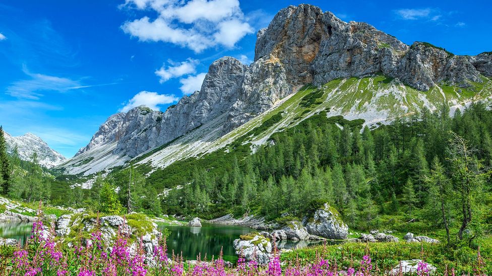 Wildflowers cover alpine fields in spring (Credit: zkbld/Thinkstock) Wildflowers cover alpine fields in spring (Credit: zkbld/Thinkstock)