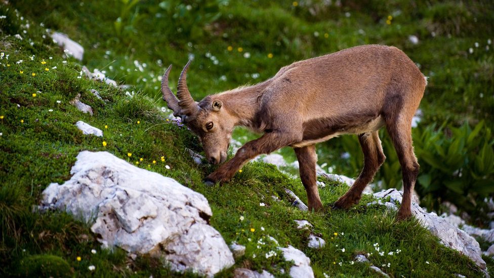 A mountain ibex feeds on green grasses in Triglav National Park (Credit: Nature Picture Library/Alamy) A mountain ibex feeds on green grasses in Triglav National Park (Credit: Nature Picture Library/Alamy)