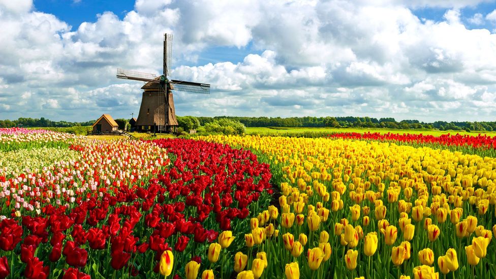 Holland's tulip fields are reminiscent of the Yellow Brick Road (Credit: JacobH/istock)