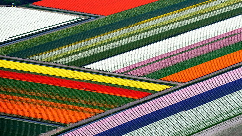 The Holland tulip fields turn into a patchwork quilt from above (Credit: Hollandluchtfoto/Getty)