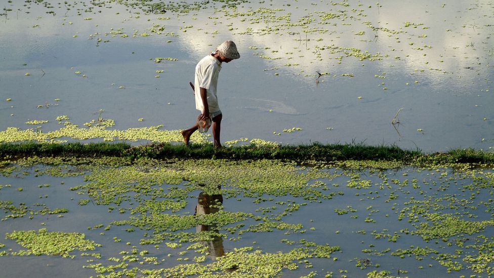 Workers tend fields growing rice, a staple in Balinese culture (Credit: Edmund Lowe/Alamy)