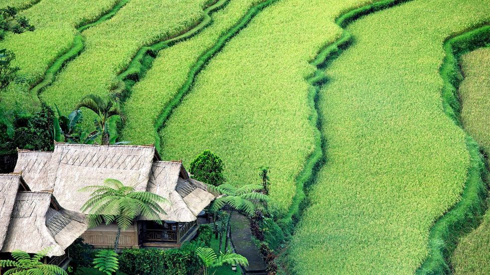 Terraced rice paddies cover Bali’s landscape (Credit: CBuchananstock/Alamy)
