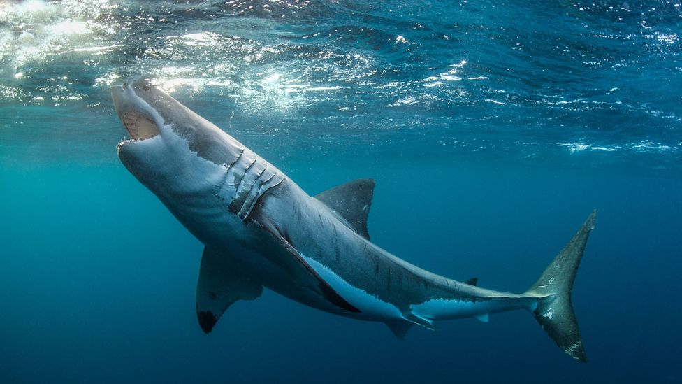 Shark detectors and deterrents hope to keeping the waters safe for swimmers, surfers and the sharks themselves. (Credit: Alastair Pollock Photography/Getty Images)