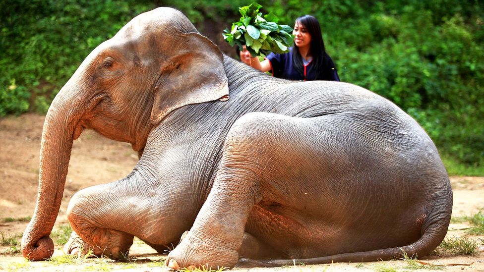 Practicing responsible elephant tourism in Chiang-Mai, Thailand (Credit: Aileen Adalid)