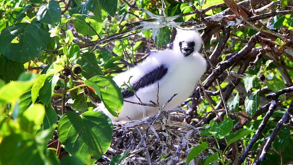 A red-footed boobie chick pokes out from a nest (Credit: Diane Selkirk)
