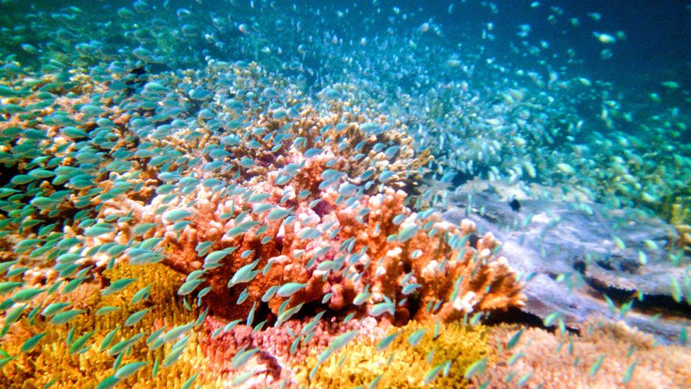 A school of fish shoots through the colourful reef (Credit: Diane Selkirk)