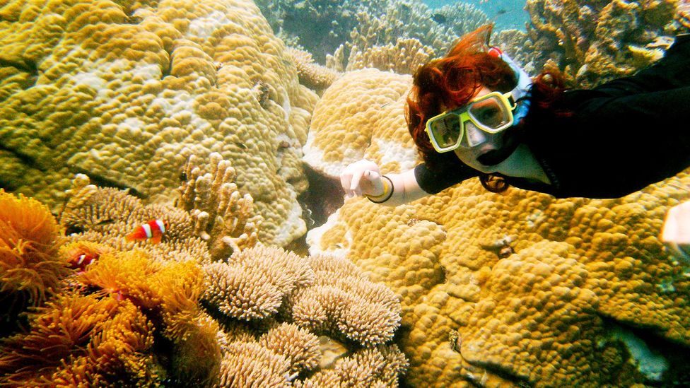 Snorkeling through the lush coral reef (Credit: Diane Selkirk)