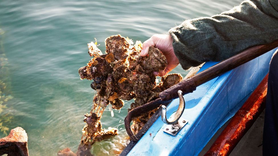A local fisherman pulls fresh oysters from the water (Credit: Westend61 GmbH/Alamy)