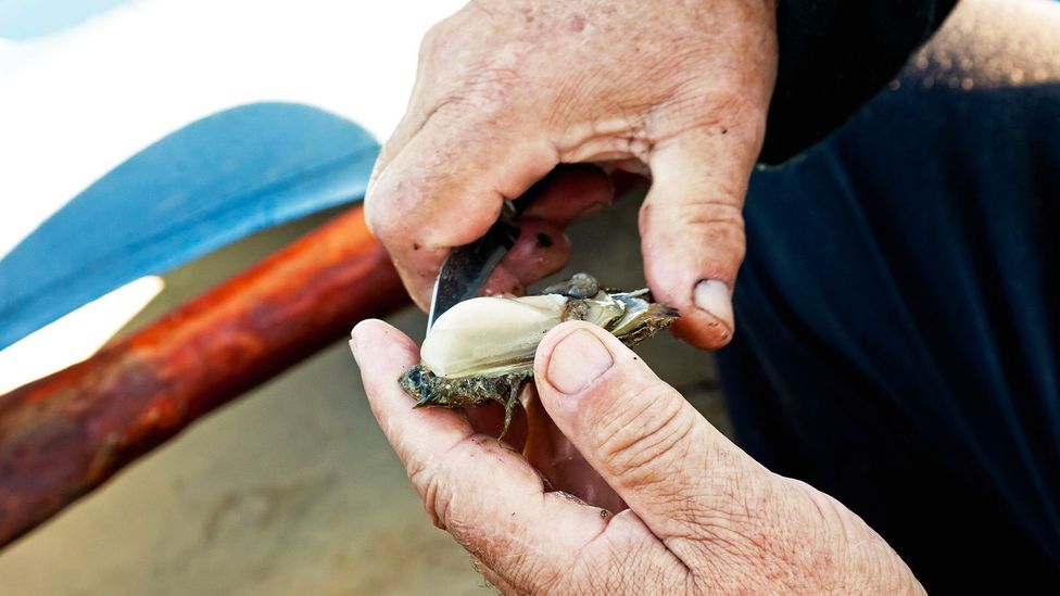 Shucking oysters in Mali Ston bay (Credit: Westend61 GmbH/Alamy)