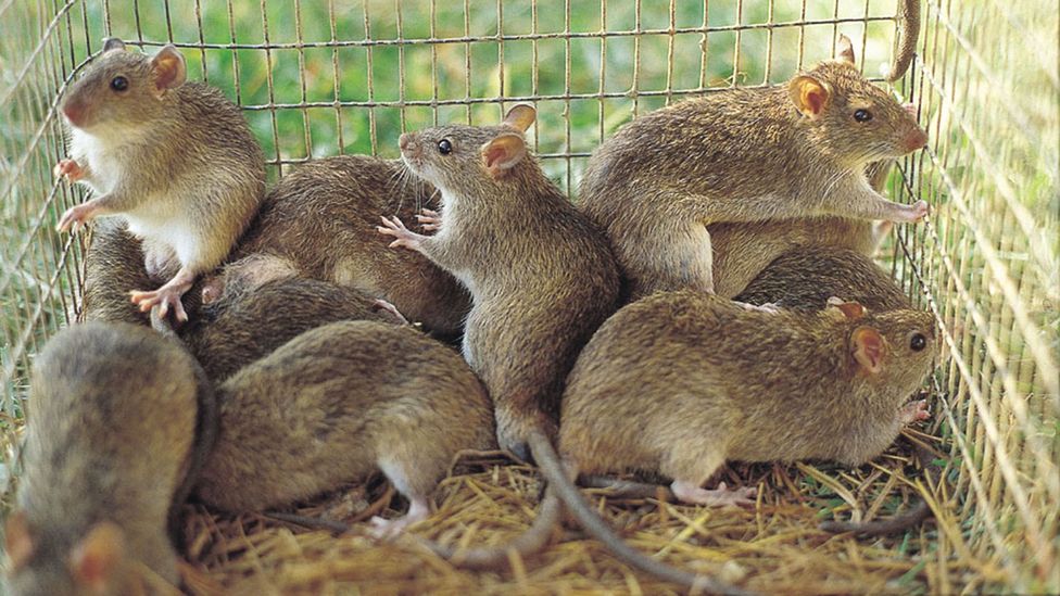 Chinese People Eating Rats