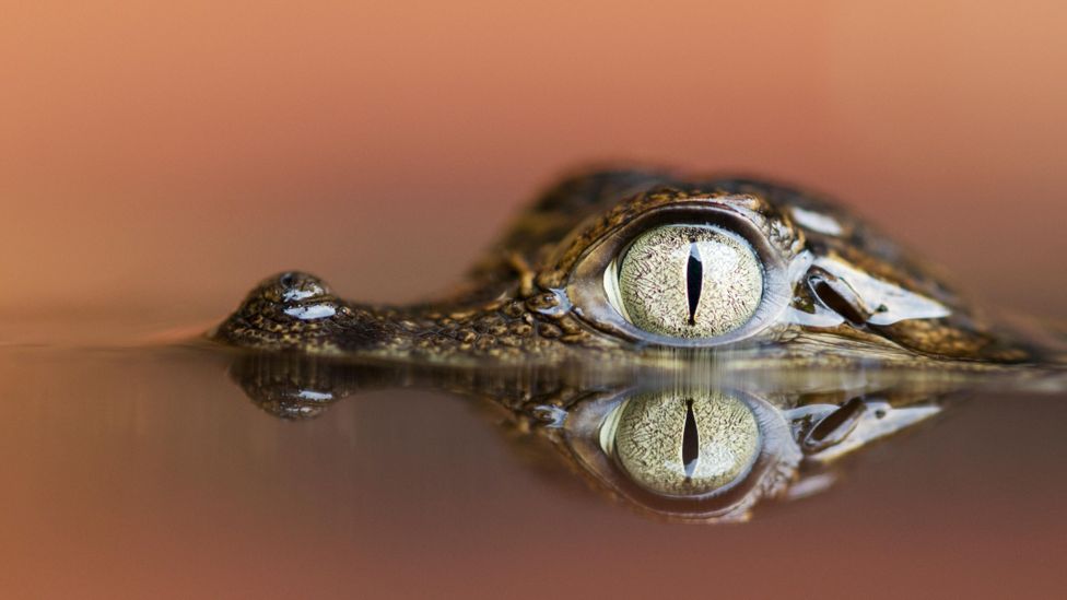 An act of self-sabotage may be an act of self-preservation. (Credit: Alamy) An act of self-sabotage may be an act of self-preservation. (Credit: Alamy)
