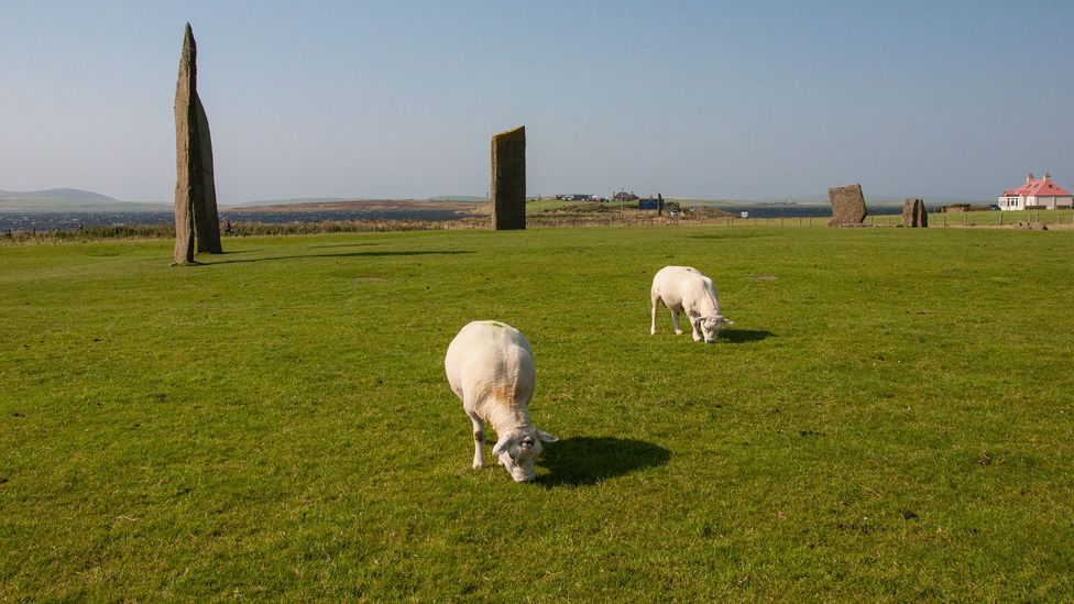 The 4,700-year-old Stones of Stenness are a favourite place for cattle to graze today (Credit: Amanda Ruggeri) The 4,700-year-old Stones of Stenness are a favourite place for cattle to graze today (Credit: Amanda Ruggeri)