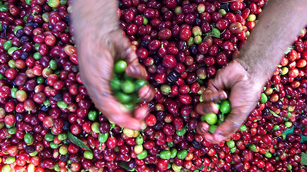 Coffee production may need to move to cooler climates (Credit: Getty Images)