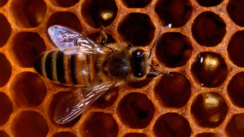 With the honey bees, the cost-benefit analysis for Herman Miller was simple: bringing in bee keepers cost less than exterminators. (Credit: Alamy)