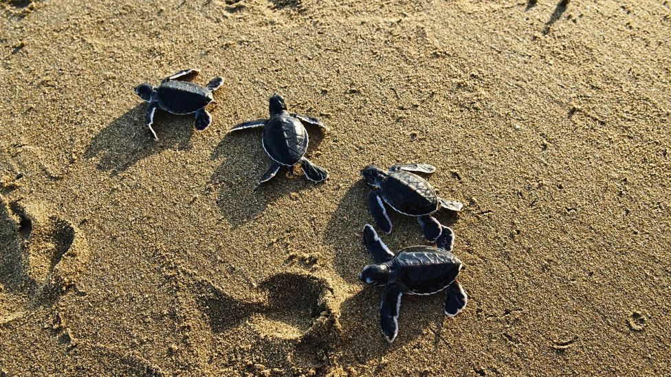 Daeng Abu cultivated Pulau Cengkeh so that generation after generation of turtles could breed there (Credit: Raquel Mogado/Alamy)