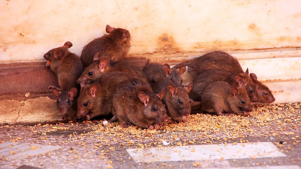 According to local legend, these black rats are the reincarnation of a Hindu deity and his caste (Credit: Don Mammoser/Alamy)
