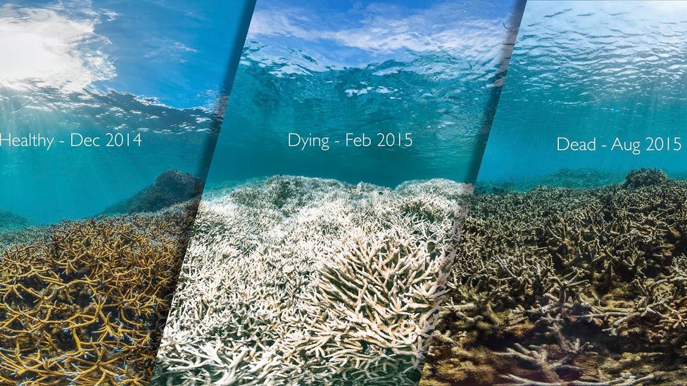 The image shows the same reef before, during and after a devastating coral bleaching event in American Samoa (Credit: XL Catlin Seaview Survey) The image shows the same reef before, during and after a devastating coral bleaching event in American Samoa (Credit: XL Catlin Seaview Survey)