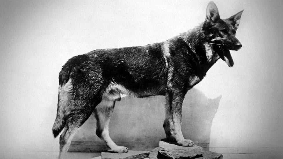 The canine star Rin Tin Tin is believed to have received the most best actor votes in 1929 before a second round of voting excluded non-human stars (Credit: Alamy) The canine star Rin Tin Tin is believed to have received the most best actor votes in 1929 before a second round of voting excluded non-human stars (Credit: Alamy)
