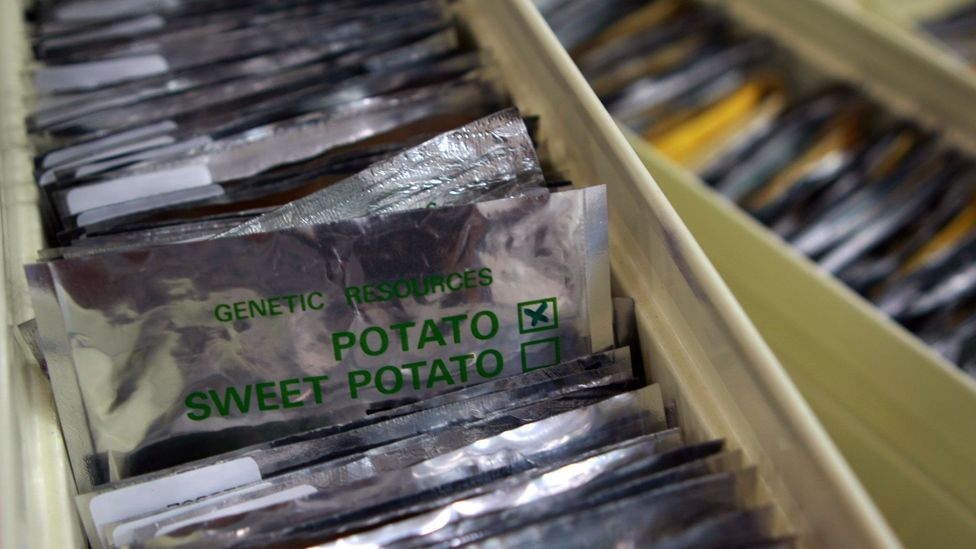 Packs of seeds, preserved at the Svalbard Global Seed Vault (Credit: Ernesto Benavides/AFP/Getty)