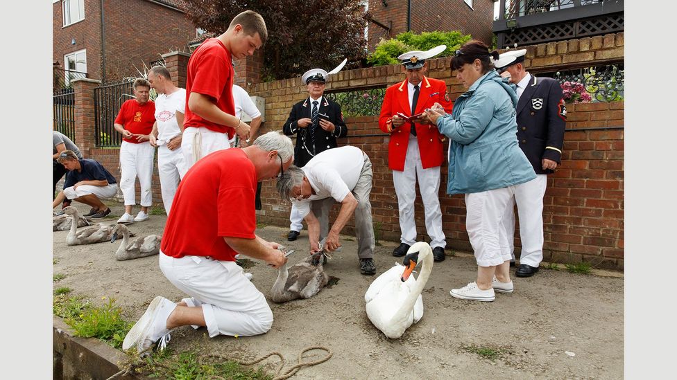 Catching swans from the Thames in the Swan Upping ceremony, 2015 (Credit: Martin Parr/Magnum Photos) Catching swans from the Thames in the Swan Upping ceremony, 2015 (Credit: Martin Parr/Magnum Photos)