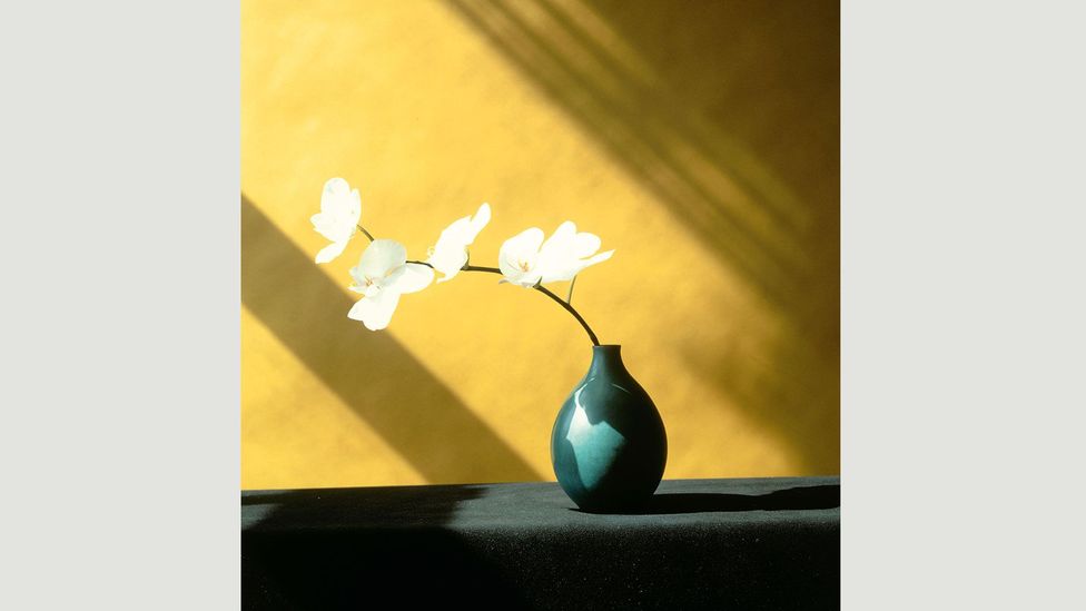 Mapplethorpe hoped his flower pictures would make people see his overtly sexual photos in a different light (Credit: Robert Mapplethorpe Foundation/Phaidon) Mapplethorpe hoped his flower pictures would make people see his overtly sexual photos in a different light (Credit: Robert Mapplethorpe Foundation/Phaidon)