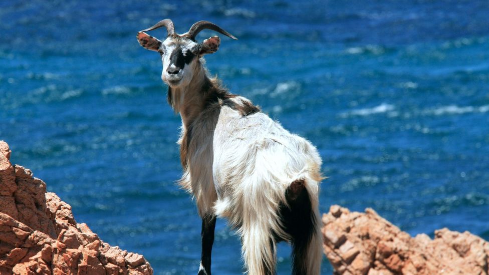 A rare species of wild goats roam Tavolara (Credit: REDA &CO srl/Alamy)