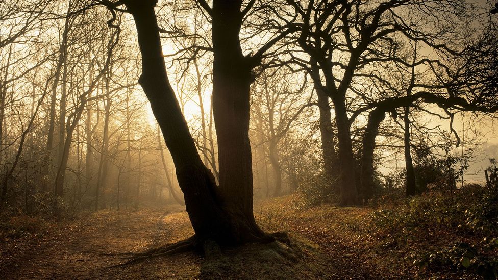 Petts Wood, where William Willett was horseback riding when he came up with the idea of daylight saving time (Credit: The National Trust Photolibrary/Alamy)