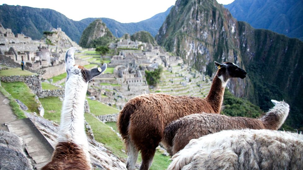 Salkantay Trek, Peru, Machu Picchu, hiking, lamas