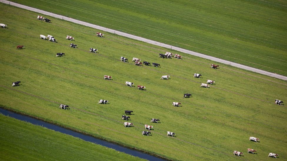 Do these cows sense something we don't? (Credit: Alamy) Do these cows sense something we don't? (Credit: Alamy)