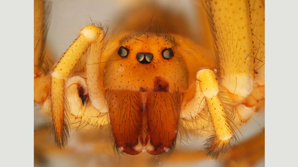 The Chilean Recluse Spider is the most poisonous of its kind (Credit: Ken Walker/Museum Victoria)