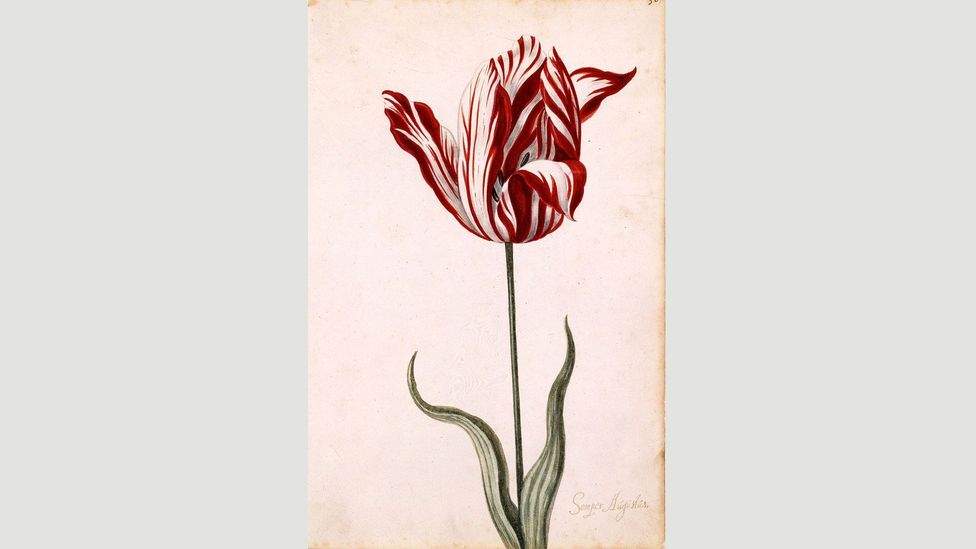 An anonymous watercolour from the 17th Century shows the Semper Augustus, the most prized and expensive variety in the Dutch tulip mania (Credit: Wikipedia) An anonymous watercolour from the 17th Century shows the Semper Augustus, the most prized and expensive variety in the Dutch tulip mania (Credit: Wikipedia)