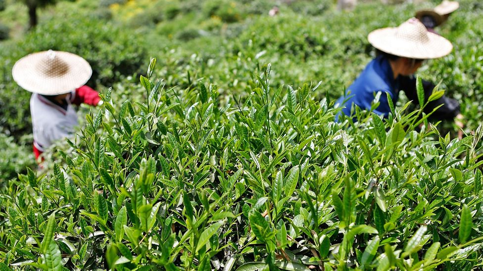 All types of tea leaves are picked across the Fujian province, but Da Hong Pao leaves are the most coveted (Credit: Kevin Zen/Getty)