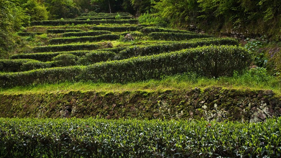 Tea terraces can be found all over the Fujian province (Credit: Cyril Hou/Alamy)