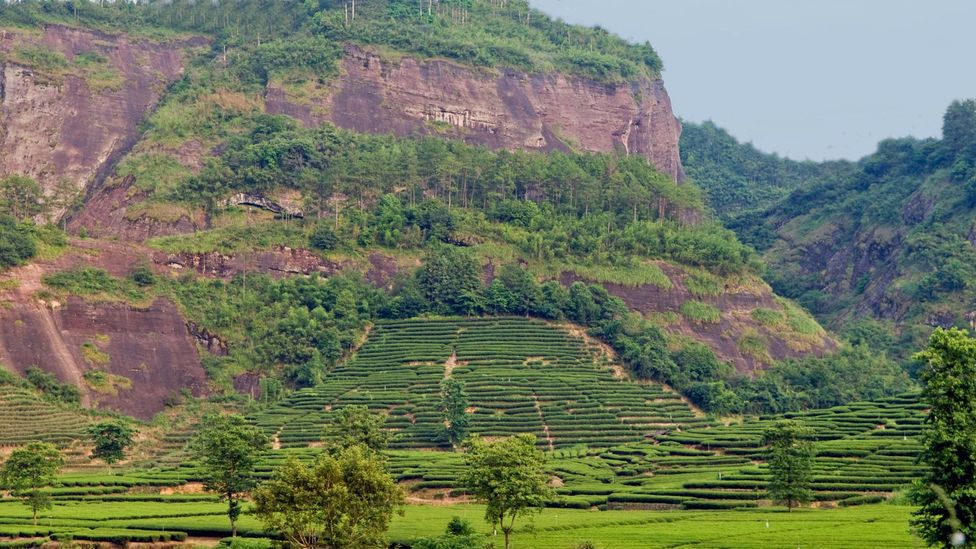 Tea gardens and terraces clamber up the Wuyishan mountains (Credit: Christian J Kober/Alamy)