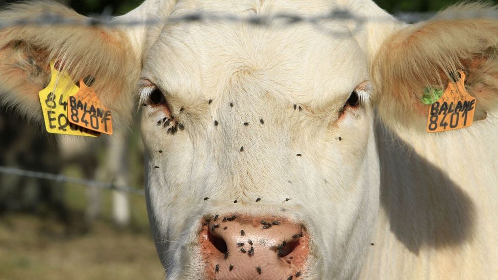Answer quickly: what do cows drink? Your response shows just how our mind's associations can sometimes lead us astray (Credit: Alamy) Answer quickly: what do cows drink? Your response shows just how our mind's associations can sometimes lead us astray (Credit: Alamy)