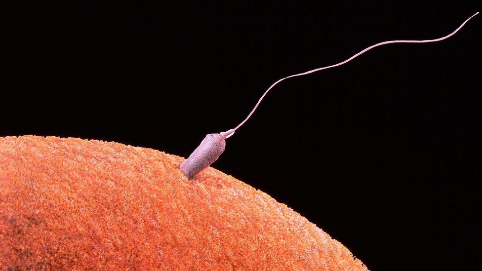 A sperm fertilises an egg (Credit: SPL)