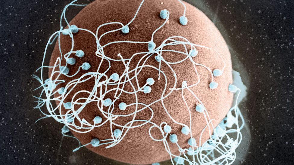 the-moral-maze-of-using-a-dead-man-s-sperm-bbc-future