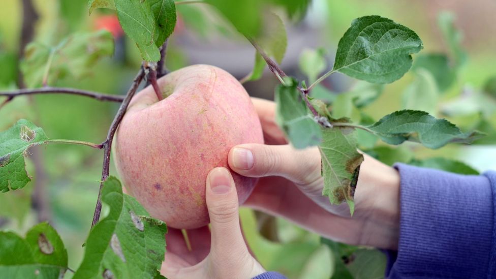 Kazakhstan’s treasure trove of wildlyflavoured apples BBC Future