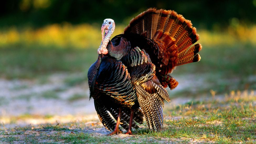 Nope. I'm a vegetarian. (Credit: Alamy) Nope. I'm a vegetarian. (Credit: Alamy)