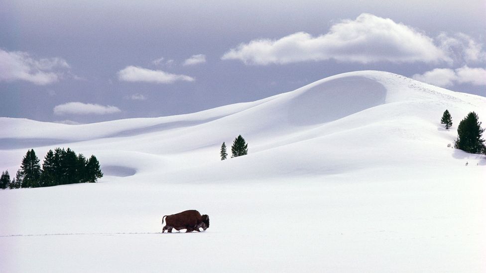 Braving 42 Winters In Yellowstone Bbc Travel