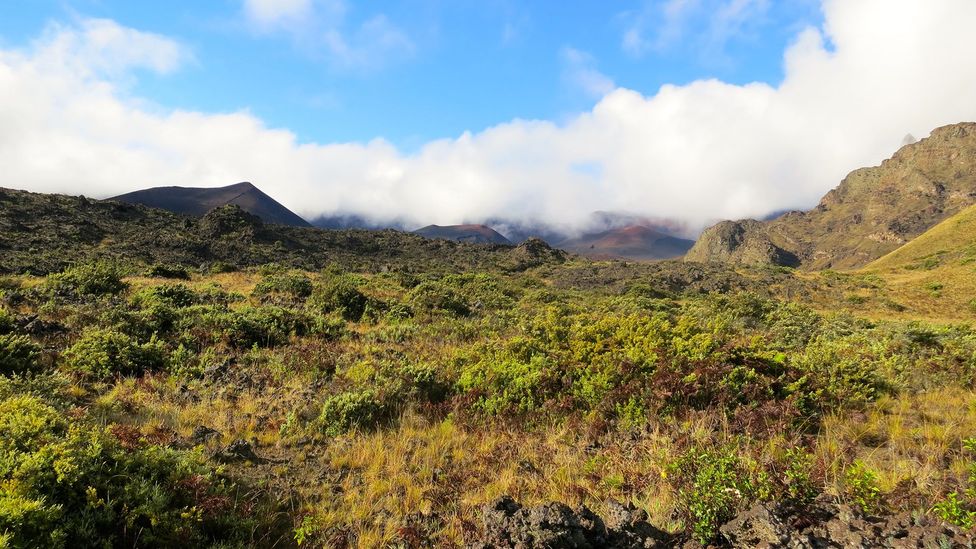 Tardigrades thrive in Haleakalā’s moss and lichen-covered lava plains (Credit: Shannon Wianecki)