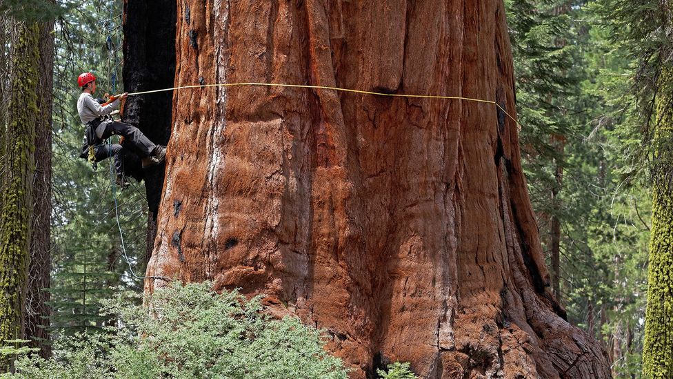 Giant sequoias have trunks as wide as buildings (Credit: Anthony Ambrose)