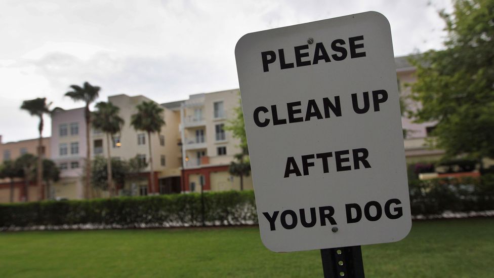 Nearly 3,000 apartments, mostly in North America, have signed up to the Poo Prints service, which runs DNA tests of dog droppings. (Credit: Joe Raedle/Getty Images) Nearly 3,000 apartments, mostly in North America, have signed up to the Poo Prints service, which runs DNA tests of dog droppings. (Credit: Joe Raedle/Getty Images)