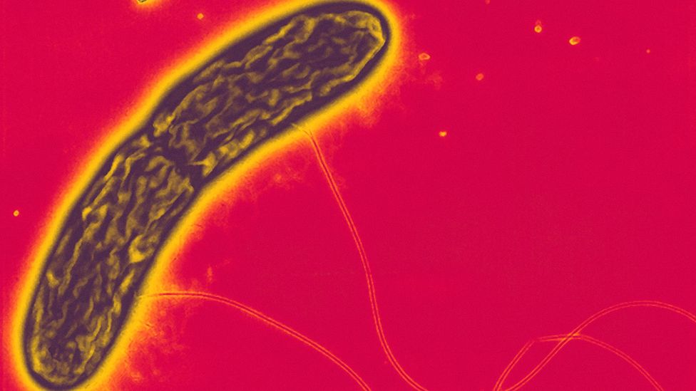 A Geobacter metallireducens bacterium (Credit: Derek Lovley/Science Photo Library)