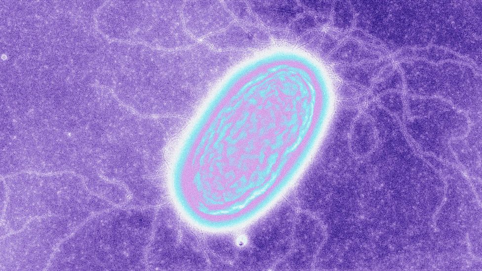 Geobacter metallireducens "eats" electrons (Credit: Derek Lovley/Science Photo Library)