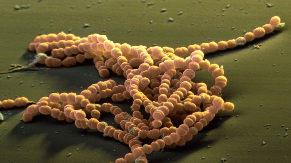 Many bacteria can form short chains (Credit: Eye of Science/Science Photo Library)