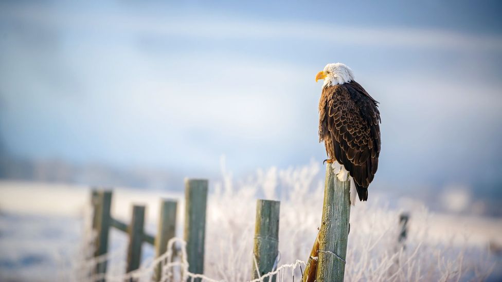 Grand Teton is full of beautiful wildlife (Credit: SeBuKi/Alamy) Grand Teton is full of beautiful wildlife (Credit: SeBuKi/Alamy)