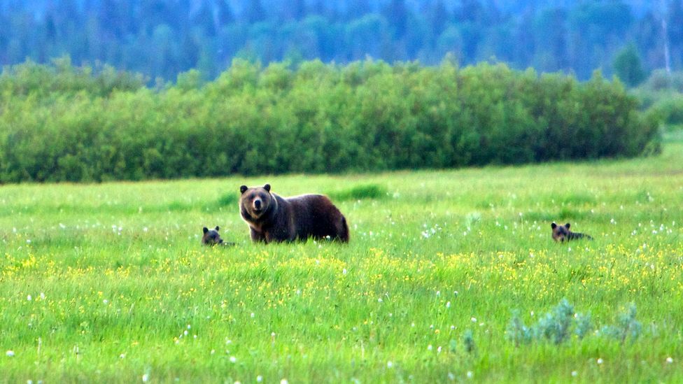 Grand Teton National Park is home to grizzly bears (Credit: Hansrico Photography/Getty)